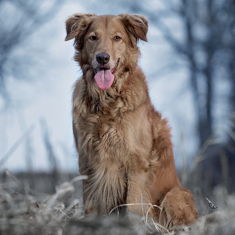 Geriatric Care for Pets, Tucson