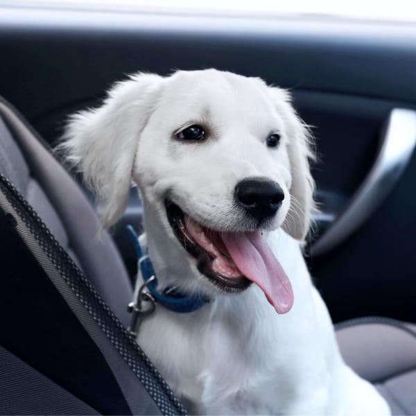 Wellness Exams, vet clinic Tucson