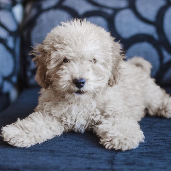 Dental Care, vet clinic Tucson