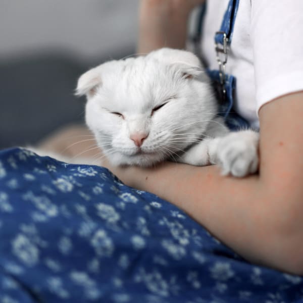 Soft Tissue Surgery, vet clinic Tucson