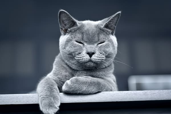 Geriatric care, animal hospital Tucson