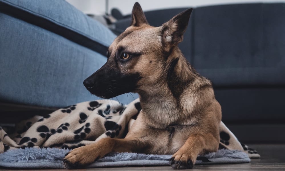 Spaying or Neutering for Dogs at Cortaro Farms Pet Hospital