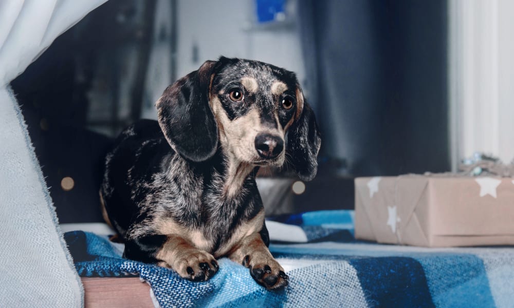 Core Services, animal hospital Tucson